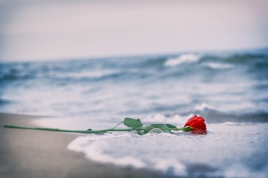 Armastus läbi: punane roosike rannal